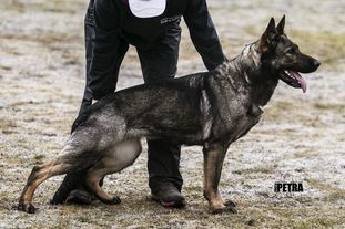 Hesi Zde-Sko Hesi Zde-Sko