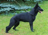 Freia vom Wolfstal