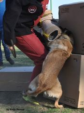 Felina von den Räuberwegen Felina von den Räuberwegen