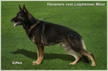 Havanero vom Leipheimer Moor