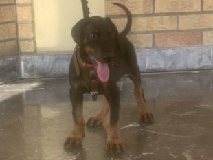Gero von Zeus Tal Gero von Zeus Tal