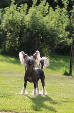 Black Princess Exotic Dinaburg Black Princess Exotic Dinaburg