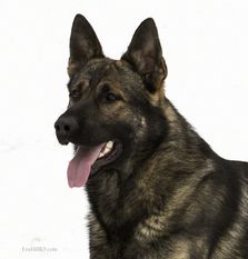 Ramos von Kap Karthago Ramos von Kap Karthago