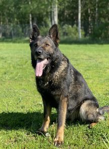 Thor von der Fasanerie2000 Thor von der Fasanerie2000