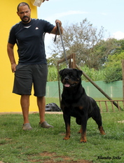 Doc Jecki Black Champion Doc Jecki Black Champion