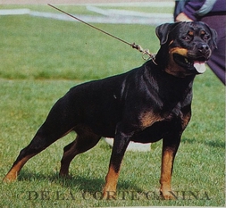 Leidi de la Corte Canina Leidi de la Corte Canina