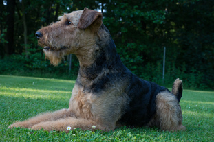 Cerberus von Erikson Cerberus von Erikson
