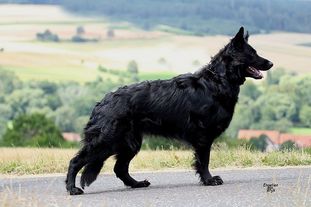 Brandy vom Weiner Drachen Brandy vom Weiner Drachen