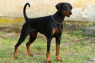 Darkpepper von der Schwarzen Garde Darkpepper von der Schwarzen Garde