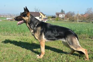 Nela Suche Lazce Nela Suche Lazce