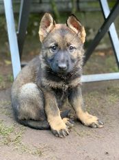 Aiko vom Kreienberg Aiko vom Kreienberg