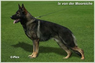 IX von der Mooreiche IX von der Mooreiche