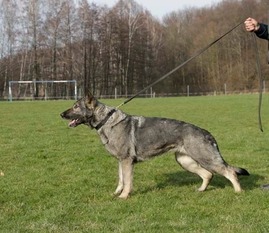 Carina von Schörner's Schmiede Carina von Schörner's Schmiede