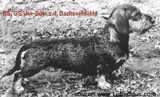 Use-Söte von der Dachsschlucht Use-Söte von der Dachsschlucht