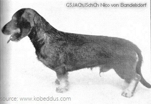Nico von Bandelsdorf Nico von Bandelsdorf