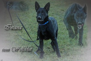 Iwana vom Wolfsblut Iwana vom Wolfsblut