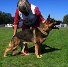 Lassie Snehulienka Lassie Snehulienka