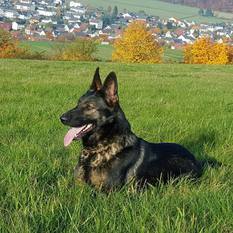 Holly von der Glacis Holly von der Glacis