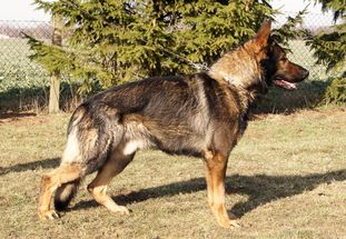 Balu vom Team Ludwigseck Balu vom Team Ludwigseck