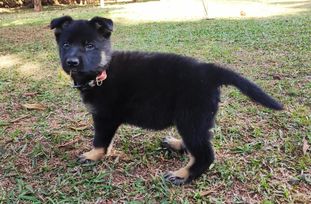 Laika do Sadonana Laika do Sadonana