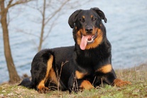 Irko du Murier de Sordeille