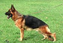 Maximus vom Thaipan