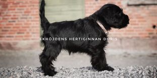 Ekhöjdens Hertiginnan Doris Ekhöjdens Hertiginnan Doris