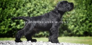 Ekhöjdens Herr Alfons Ekhöjdens Herr Alfons