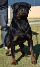 Achille, LO1676098 Achille, LO1676098