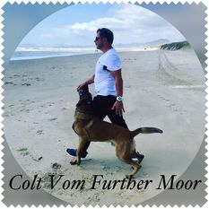 Colt vom Further Moor Colt vom Further Moor