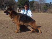 dog image background