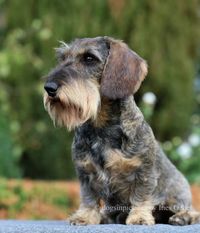 Dachskrieger Jägermeister Dachskrieger Jägermeister