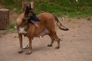 Naja von Bocão Malinois Naja von Bocão Malinois