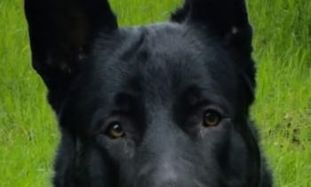 Agent von Charlie Oscar Agent von Charlie Oscar