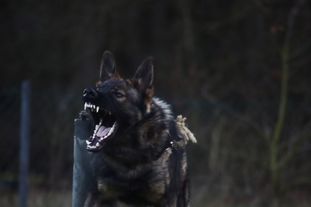 Icemann vom schwarzen Abt Icemann vom schwarzen Abt