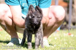 Brindle Wolf Shuri Brindle Wolf Shuri