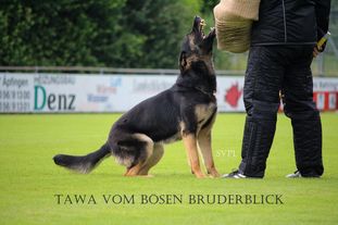 Tawa vom bösen Bruderblick Tawa vom bösen Bruderblick