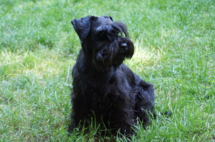 Girly von der schwarzen Hexe Girly von der schwarzen Hexe