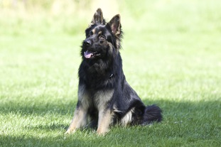 Ash von den schwarzen Wolfsbrüdern Ash von den schwarzen Wolfsbrüdern