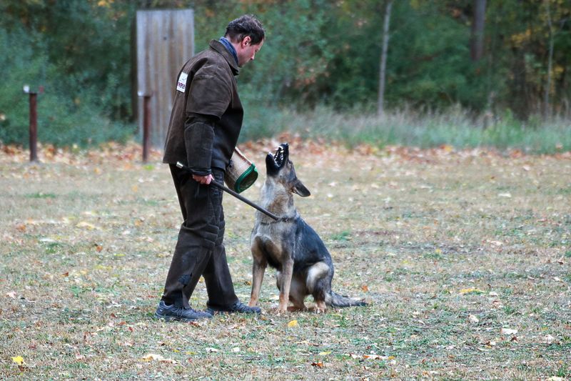 Ostara vom Kranich�s Hof workingdog