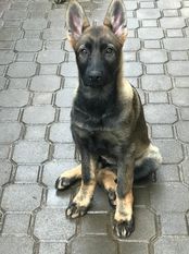 Afra vom Varsberg Afra vom Varsberg