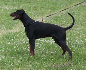 M-Troy Toreck von Bolcanstern M-Troy Toreck von Bolcanstern