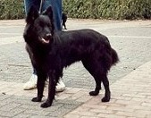 Arvensis' Lupi-Aver