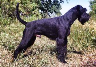 X-Fenris von Grobis Meute X-Fenris von Grobis Meute