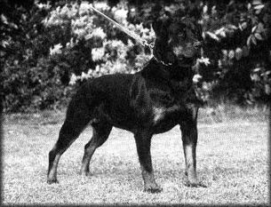 Jara von Barrenstein Jara von Barrenstein
