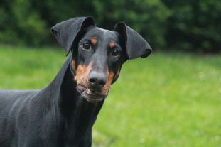 Raven Reg. 66/30 (Loth) Raven Reg. 66/30 (Loth)