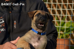 Basko Codi-Fin Basko Codi-Fin
