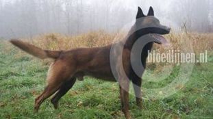 Hunter (Vonk) Hunter (Vonk)