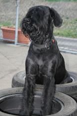 A-Yuma vom schwarzen Falken A-Yuma vom schwarzen Falken