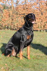 Finja von der Zonser Heide Finja von der Zonser Heide